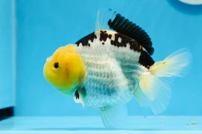 Panda Yuanbao macho de cabeza de limón de grado A de 5 pulgadas #0628YB_27