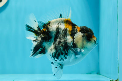 AAA Grade Unique White Tiger Yuanbao Male 4.5 inches #122223YB_03