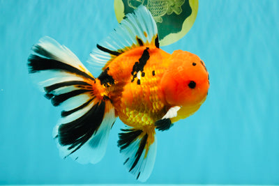 CHUNKY AAA Grade Tiger Oranda Male 6.5 inches #071726OR_27