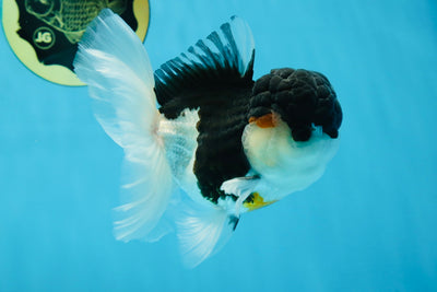 A Grade Tricolor Oranda Male 4.5-5 inches #021425OR_08