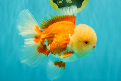 FLUFFY WEN AAA Grade Jade Head Red White Oranda Male 7.5 inches #071726OR_02