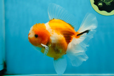 A Grade Sakura Oranda Male 4.5-5 inches #060625OR_24