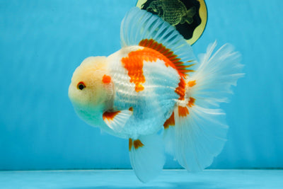 AAA Grade ADORABLE Sakura Oranda Male 6-6.5 inches #091925OR_14