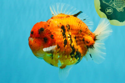 SUPER AAA Grade Godzilla Tiger Yuanbao Male 6.5 inches #022026YB_01