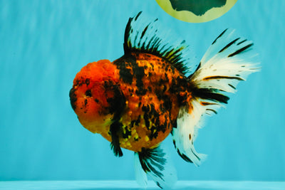 Tiger Oranda Female 7 inches #100926OR_12