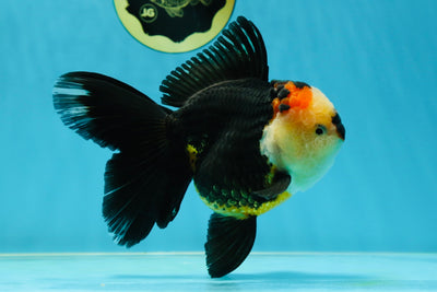 AAA Grade Tricolor Oranda Female 5.5-6 inches #050925OR_33
