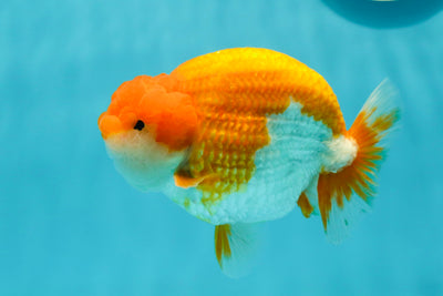 AAA Grade 🍊 Red White LionKing 4.5-5 inches #0405LC_05