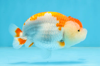 SUPER CUTE AAA Grade Red White LionQueen 4 inches #102425LC_14