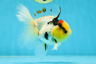 CHONKY A Grade Tricolor Oranda Male 4.5 inches #032125OR_09