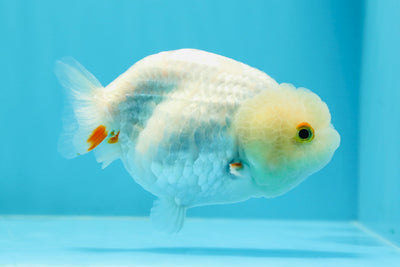 New ✨ Lemonhead Sakura Lionchu Female 4 inches #0426LC_08