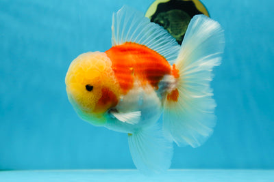 AAA Grade Godzilla Sakura Oranda Male 6 inches #053025OR_25