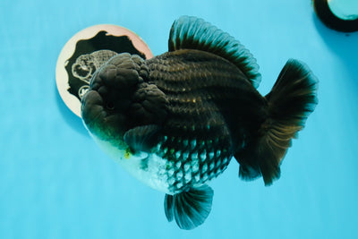 SHOW Grade Kirin Godzilla Yuanbao 6-6,5 pouces Mâle #1208YB_10