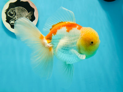 AAA Grade Lemonhead Godzilla Oranda Male 6-6.5 inches #0209OR_10