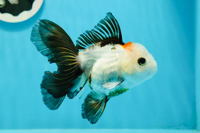 A Grade Blue Ocean Button Eye Tricolor Oranda Female 4.5 inches #0119OR_11