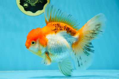 A Grade Orange White Oranda Female 6-6.5 inches #032125OR_01
