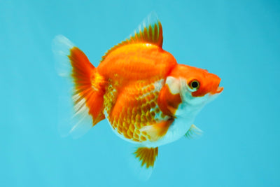 Red White Ryukin Female 4 inches #041726RK_04