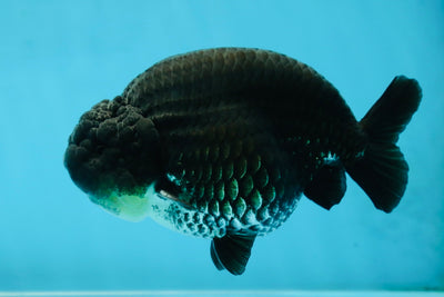 AAA Grade Black Ranchu Male 4.5-5 inches #052325RC_17