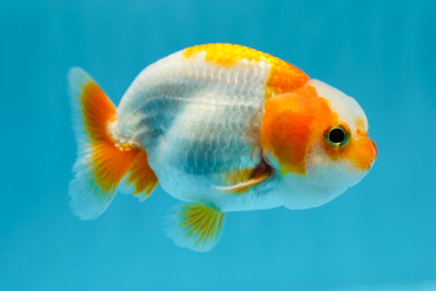 A Grade Jade Head LionKing 3.5 inches #1013_07