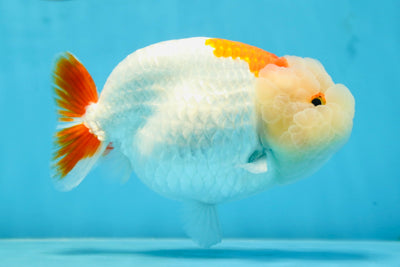 SHOW GRADE BEAUTY Red White LionQueen 6 inches #080825LC_999