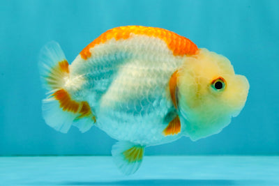 ADORABLE Kohaku Red White Lionchu Female 4 inches #081426LC_15