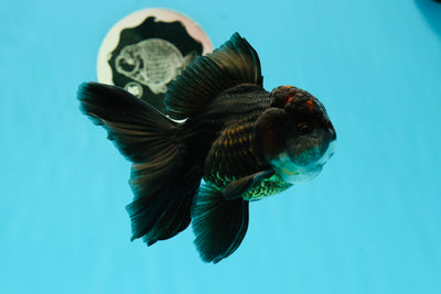 Batman Black Oranda de catégorie A mâle 5 pouces #0524OR_03