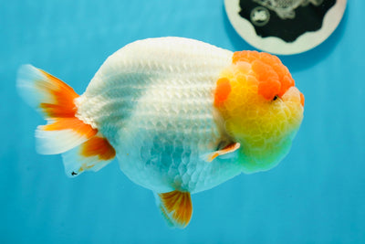 AAA Grade Premium Santa Red White LionKing 5-5.5 inches #1124LC_10