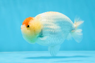 A Grade Tancho Crown LionKing 4.5 inches #020725LC_13