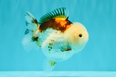 SUPER CUTE A Grade Tricolor Yuanbao Female 4.5-5 inches #082126YB_27