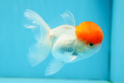 A Grade Tomato Head Oranda Male 4-4.5 inches #0915OR_11