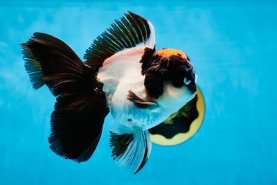 A Grade Lava Panda Tricolor Oranda Male 5-5.5 inches #030725OR_12