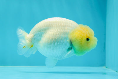 👶Baby Lemonhead Snow White Lionchu Female 3.5 inches #0209LC_24