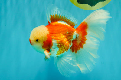 CHICKIE AAA Grade Red White Oranda Male 6 inches #072426OR_06