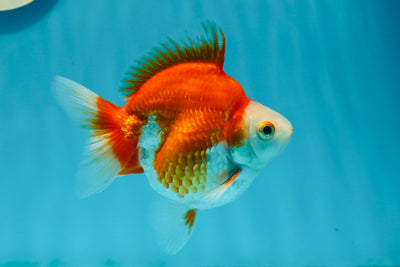 Ryukin payaso de grado AAA, macho rojo y blanco, de 4 a 4,5 pulgadas, n.º 1117RK_05