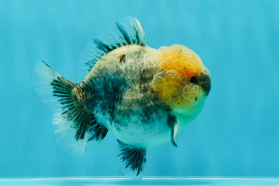 Mâle Kirin Yuanbao bleu à tête de citron de qualité AAA, 4 pouces #121523YB_04