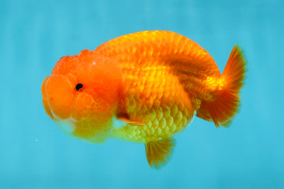 SUPER TOMATO AAA Grade Chubby Red LionQueen 4-4.5 inches #041825LC_06