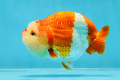 BIG WEN AAA Grade Egg-Shaped Red White LionQueen 4-4.5 inches #041825LC_01