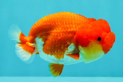 FLUFFY WEN Red White Lionchu Female 3.5-4 inches #103026LC_06