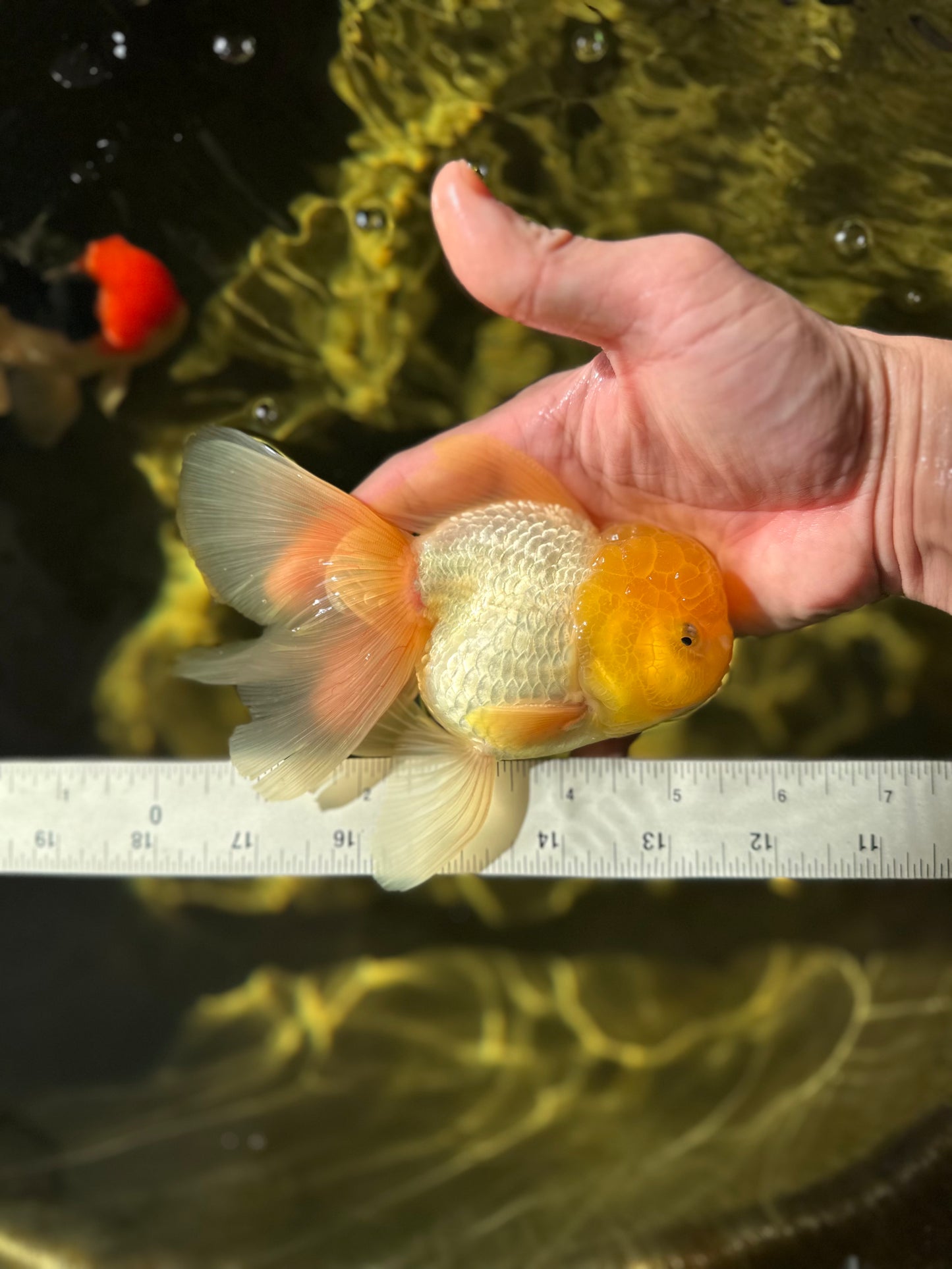 A Grade Lemonhead Oranda Male 5.5 inches #041125OR_03