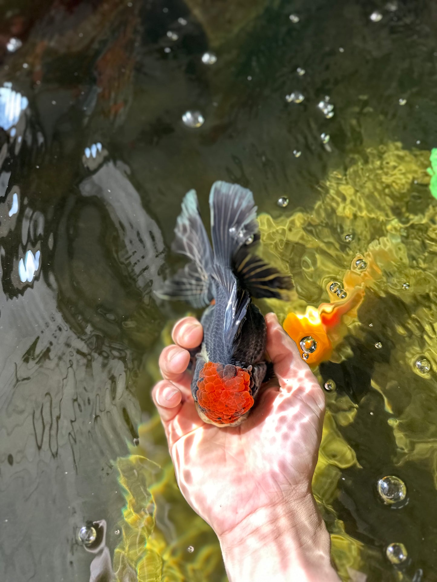 UNIQUE A Grade Tricolor Oranda Female 5 inches #041125OR_08