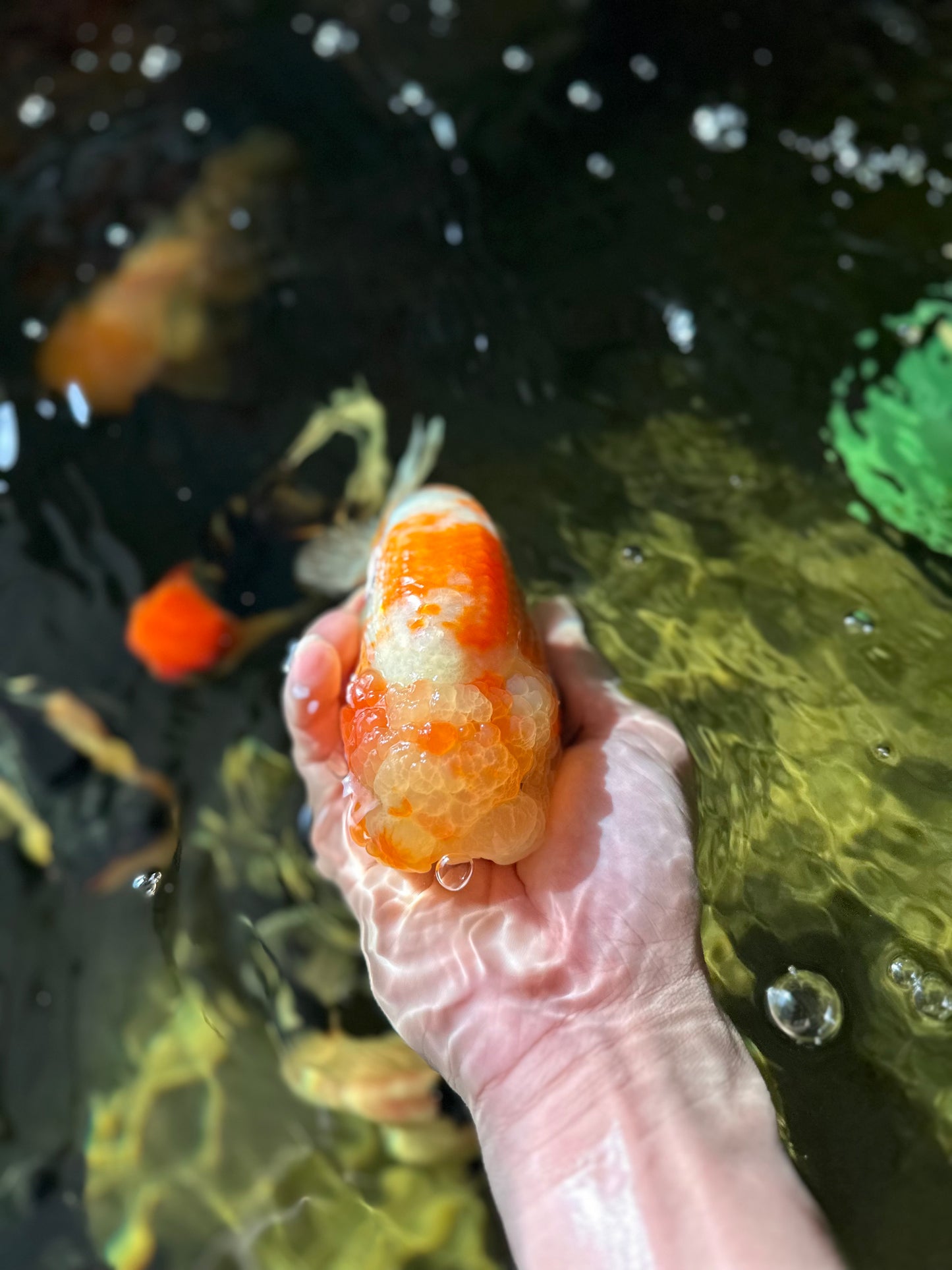 SUPER WEN A Grade Sakura LionKing 5 inches #041125LC_16