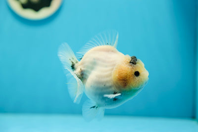 AAA Grade Egg Shape Granite Yuanbao Male 3.5-4 inches #0714YB_31