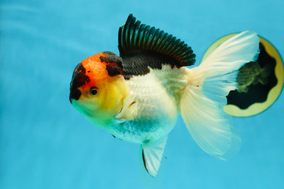A Grade Lava Tricolor Oranda Female 5.5 inches #041125OR_10