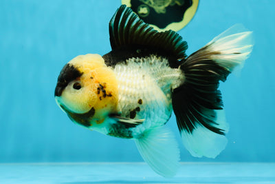 CHONKY A Grade Panda Oranda Female 5.5-6 inches #041125OR_07