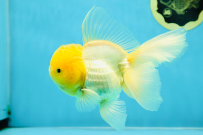A Grade Lemonhead Oranda Male 5.5 inches #041125OR_03