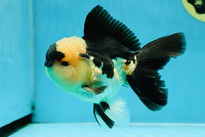 A Grade Panda Oranda Male 5-5.5 inches #041125OR_04