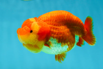 TOP CHOICE A Grade Red White LionQueen 4-4.5 inches #041125LC_15