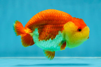 UNIQUE AAA Grade Red White LionQueen 4-4.5 inches #041125LC_14