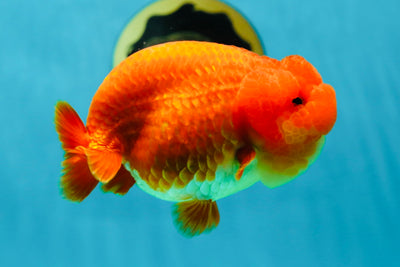 THE FINEST AAA Grade Red White LionQueen 4-4.5 inches #041125LC_13