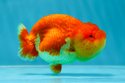 SUPER WEN AAA Grade Red White LionQueen 4-4.5 inches #041125LC_11