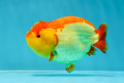 CHEEKY A Grade Red White LionQueen 4-4.5 inches #041125LC_12